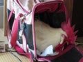 動画：散歩に行きたいニワトリ